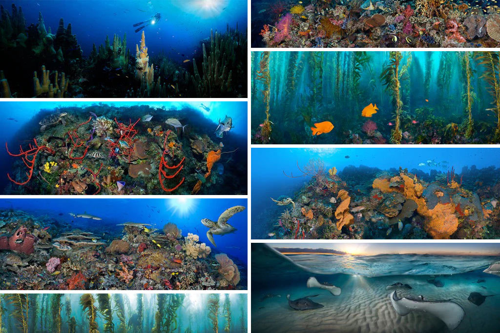 This image portrays Meet "Big Picture Expert" Jim Hellemn of Blue Ocean Art by Scuba Show | June 1 & 2, 2024.
